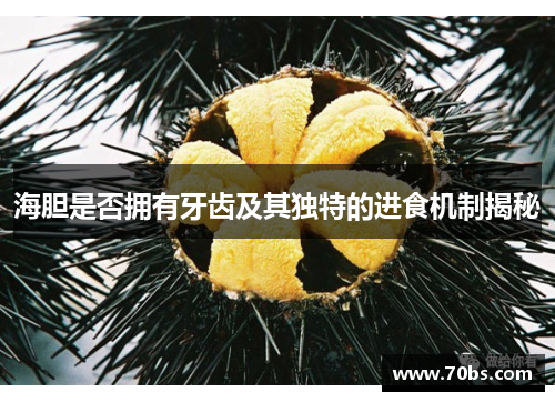 海胆是否拥有牙齿及其独特的进食机制揭秘